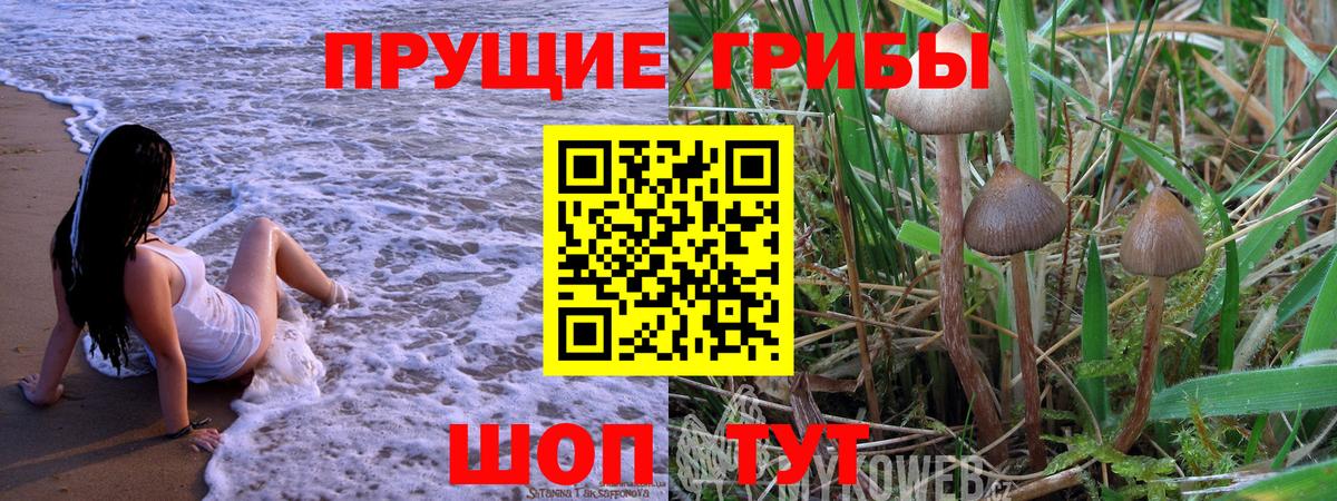 Псилоцибиновые грибы Psilocybine cubensis Отрадное